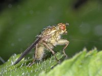 Scathophaga #02181 : Scathophaga, Dung fly, Strontvlieg