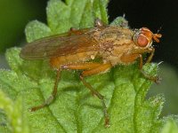 Scathophaga #05087 : Scathophaga, Dung fly, Strontvlieg