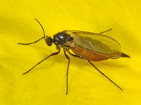 Sciaridae sp 2, Saxifraga-Ab H Baas