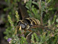 Sericomyia silentis 01 #04094  Gele veenzweefvlieg, Gelbband torfschwebfliege, vrouwtje Sericomyia silentis 01 Stegeren : Soortenregister niet geplaatst, Saxifraga