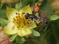 Syritta pipiens 14, Menuetzweefvlieg, Saxifraga-Peter Meininger