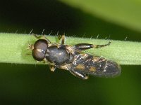 Syritta pipiens 01 #07024 : Syritta pipiens, Thick-legged Hoverfly, Menuetzweefvlieg, male