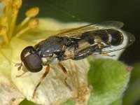 Syritta pipiens #08564 : Syritta pipiens, Thick-legged Hoverfly, Menuetzweefvlieg, male