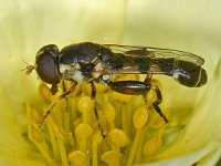 Syritta pipiens #08574 : Syritta pipiens, Thick-legged Hoverfly, Menuetzweefvlieg