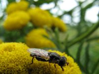 Syritta pipiens 9, Menuetzweefvlieg, Saxifraga-Rutger Barendse