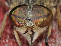 Tabanus bromius 3, Kleine runderdaas, Saxifraga-Ab H Baas