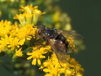 Tachina fera 2, Saxifraga-Frits Bink