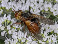 Tachina fera 02 #03732 : Tachina fera, Tachinid Fly, Woeste sluipvlieg