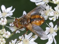 Tachina fera 01 #03679 : Tachina fera, Tachinid Fly, Woeste sluipvlieg