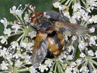 Tachina  fera cf magnicornis 01 #03749 : Tachina fera cf magnocornis, Tachinid Fly, Woeste sluipvlieg