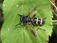 Temnostoma bombylans 2, Donkere wespvlieg, Saxifraga-Rutger Barendse