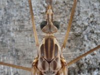 Tipula confusa 01 D5999  Tipula confusa Hardenberg Gemeentebos : Naar Naturalis in 2013