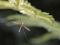 Tipula lateralis 4, Saxifraga-Tom Heijnen