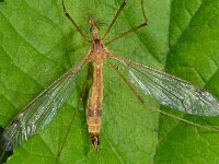 Tipula lunata 01 D2308  Tipula lunata Collendoorn op 28 mei 2013 : Naar Naturalis in 2013