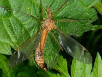 Tipula lunata D2323  Tipula lunata Collendoorn op 28 mei 2013 : Naar Naturalis in 2013