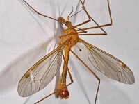 Tipula lunata D2682  Tipula lunata Hardenberg op 11 juni 2013 : Naar Naturalis in 2013