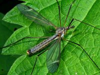 Prionocera turcica  D2222  Prionocera turcica Diffelen op 27 mei 2013 : Naar Naturalis in 2013