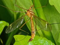 Tipula lunata D2690  Tipula lunata Hardenberg op 11 juni 2013 : Naar Naturalis in 2013