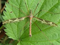 Tipula maxima 3, Reuzenlangpootmug, Saxifraga-Ab H Baas