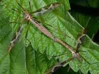 Tipula maxima 4, Reuzenlangpootmug, Saxifraga-Ab H Baas