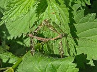 Tipula maxima 5, Reuzenlangpootmug, Saxifraga-Ab H Baas