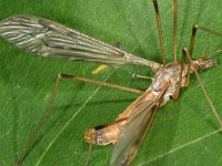 Tipula scripta 2, Saxifraga-Ab H Baas