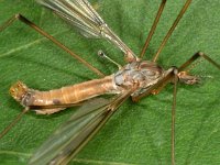 Tipula scripta 3, Saxifraga-Ab H Baas