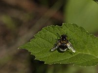 Volucella bombylans 14, Hommelreus, Saxifraga-Jan van der Straaten