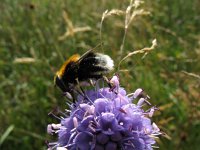 Volucella bombylans 16, Hommelreus, Saxifraga-Rutger Barendse