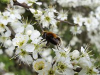 The bumblebee look-alike hoverfly Volucella bombylans on Blackthorn (Prunus spinosa)  The bumblebee look-alike hoverfly Volucella bombylans on Blackthorn (Prunus spinosa) : animal, blackthorn, bumblebee look-alike, fauna, flower, flower fly, hoverfly, insect, look-alike, mimicry, natural, nature, prunus, prunus spinosa, syrphid fly, Volucella bombylans, white, wildlife