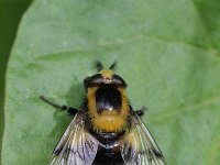 Volucella bombylans 3, Hommelreus, Saxifraga-Rutger Barendse