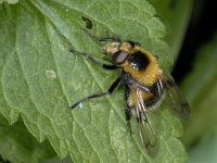 Volucella bombylans #02236 : Volucella bombylans, Hommelzweefvlieg