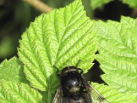 Volucella bombylans 8, Hommelreus, Saxifraga-Rob Felix : Animalia, Arthropoda, Diptera, Insecta, Project Natuurbalans, animal, arthropod, dier, dieren, fly, geleedpotige, geleedpotigen, insect, insecten, mug, tweevleugeligen, vlieg