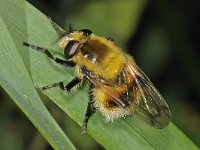 Volucella bombylans var plumata 6, Hommelreus,  female, Saxifraga-Ab H Baas