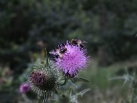 Volucella pellucens 13, Witte reus, Saxifraga-Peter Meininger