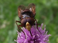 Volucella pellucens 15, Witte reus, Saxifraga-Frank Dorsman  Volucella pellucens, Stadsreus / HoornaarzweefvliegHillegom 190711