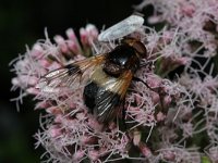 Volucella pellucens 16, Witte reus, Saxifraga-Rutger Barendse