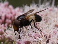 Volucella pellucens 20, Witte reus, Saxifraga-Peter Meininger