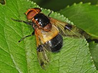 Volucella pellucens 03 #48422  Volucella pellucens Hardenberg, Gemeentebos op 25 juni 2010 : Naar Naturalis in 2010, Saxifraga