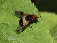 Volucella pellucens 24, Witte reus, Saxifraga-Peter Meininger