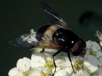 Volucella pellucens 3, Witte reus, male, Saxifraga-Frits Bink