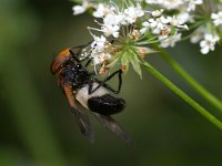 Volucella pellucens 6, Witte reus, Foto Fitis-Sytske Dijksen