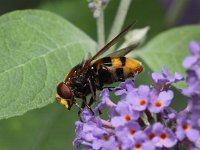 Volucella zonaria 11, Stadsreus, Saxifraga-Peter Meininger