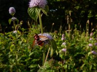 Volucella zonaria 13, Stadsreus, Saxifraga-Peter Meininger