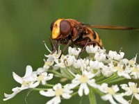 Volucella zonaria 16, Stadsreus, Saxifraga-Tom Heijnen