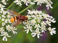 Volucella zonaria 19 Stadsreus, Saxifraga-Tom Heijnen