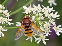 Volucella zonaria 20, Stadsreus, Saxifraga-Tom Heijnen