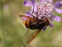 Volucella zonaria 6, Stadsreus, Saxifraga-Rutger Barendse