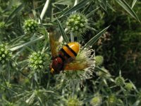 Volucella zonaria 9, Stadsreus, Saxifraga-Rutger Barendse