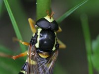 Xanthogramma citrofasciatum 2, Streepcitroenzweefvlieg, Saxifraga-Rutger Barendse